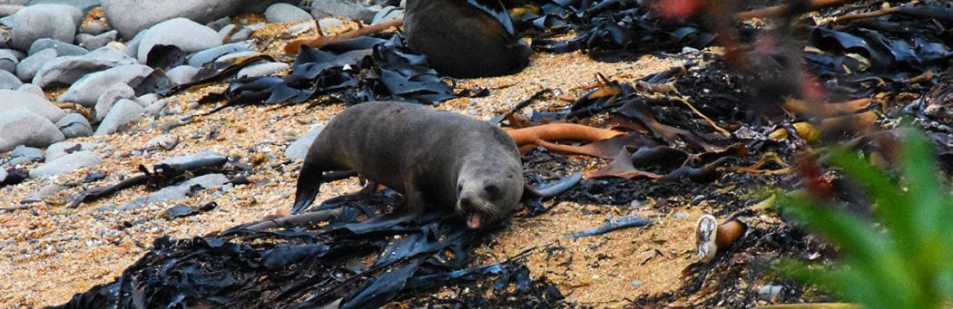 NZ Fur seal