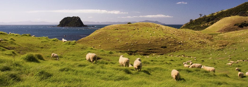 Nový Zéland je domovem 29,5 milionu ovcí. 