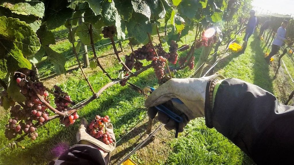 Picking vína